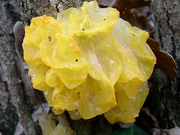 862 Dicembre vecchio ritrovamento